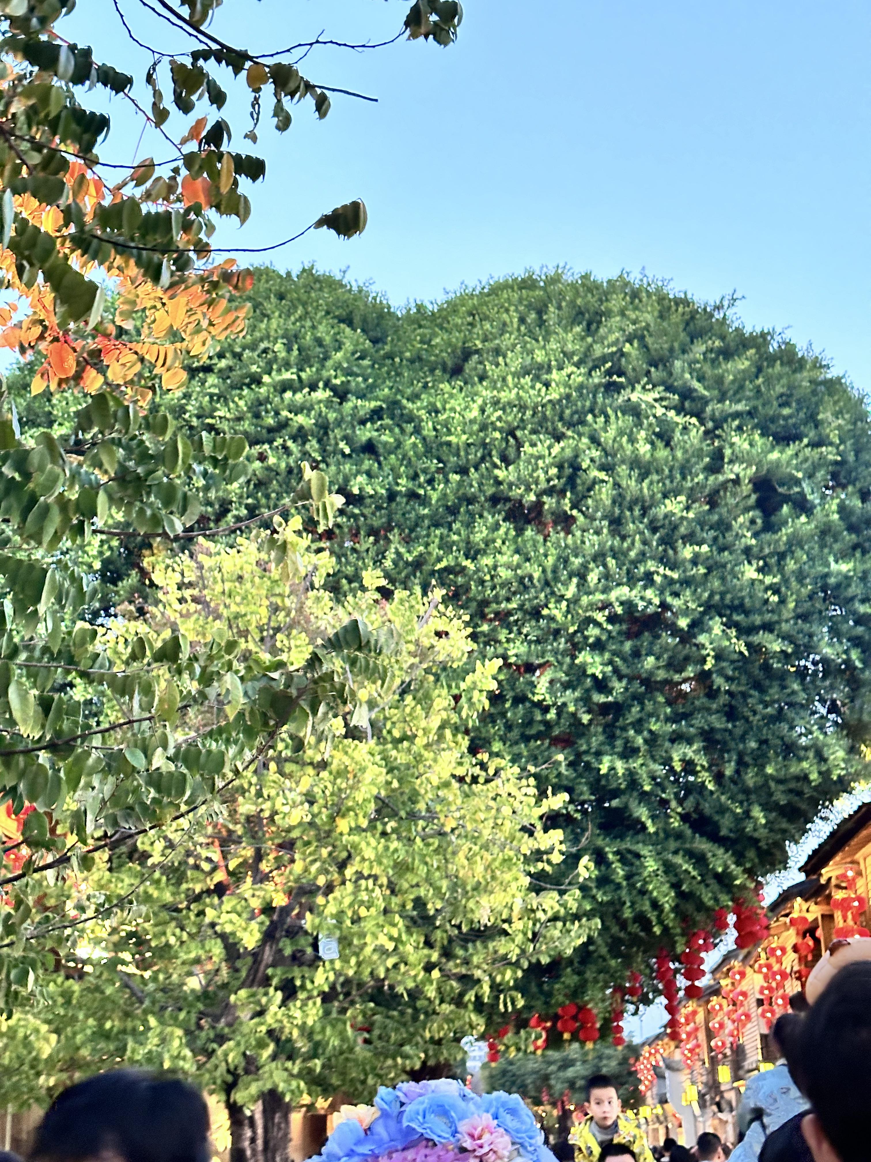 The Giving Tree Fuzhou